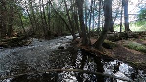 Magical Place in the Cedars