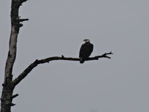 Eagle on Clark