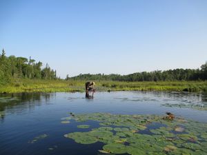 beaver dam