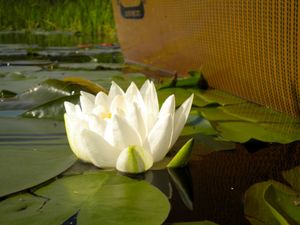 Gebe Creek lily