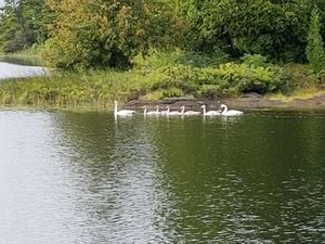 Family of Swans