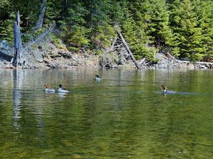 Mergansers