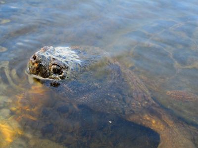 snapper with head above water to breathe