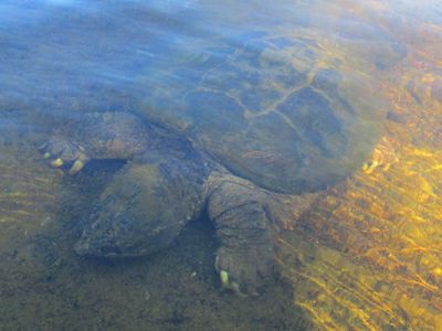 snapping turtle camouflaged under water