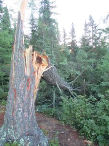 storm damage -campsite 151