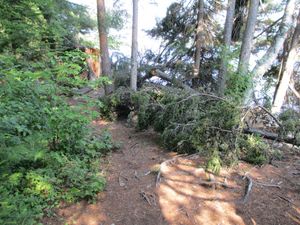 storm damage -campsite 117