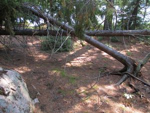storm damage -campsite 118