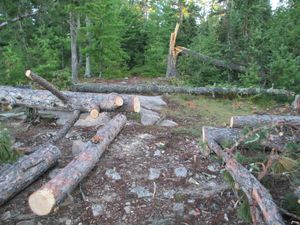 wind damage on Lac LaCroix