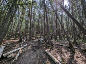 trees