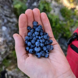 blueberries