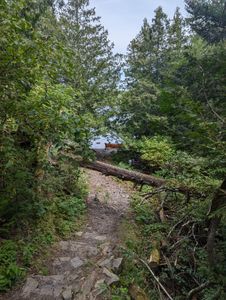 fallen log