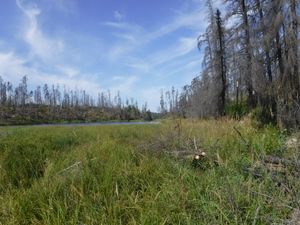 New west entrance for portage trail found on north side of bay, looking west
