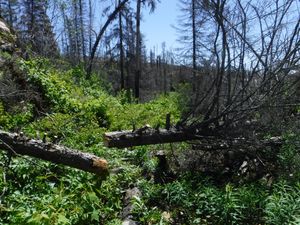 Cut burnt trees looking south