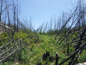 Pushed over standing dead on Welkin portage, looking south