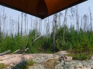 Standing dead and re-growth trees on Crystal Lake Portage looking north