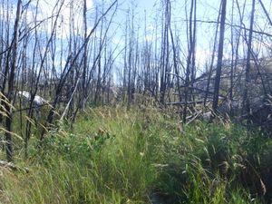 Overgrown Irregular portage looking south