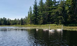 Swans on Lake One