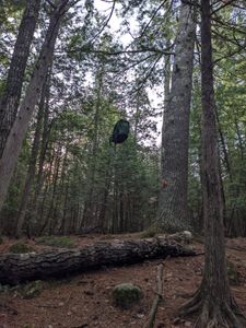 Textbook bear bag hang