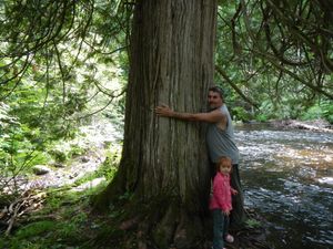 AMAZING cedar tree