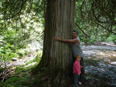 AMAZING cedar tree