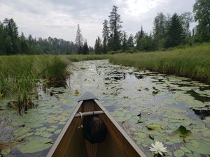 Lily passage to Anit