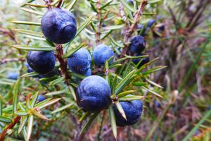 Juniper berries - ripe