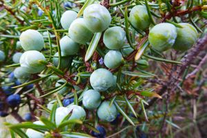 Juniper berries