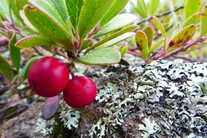 Bear berries