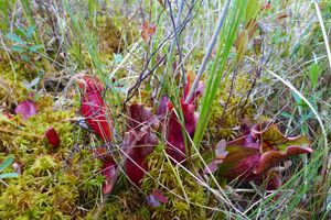 Carnivorous pitcher plants, pond on Hudson narrows