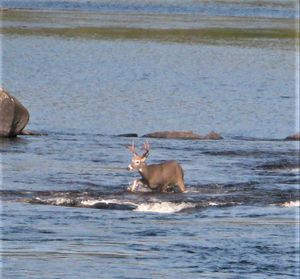 Buck Crossing