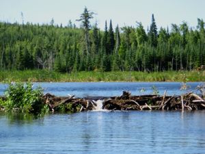 Beaver dam