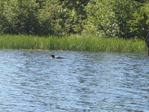 Loon on Wind