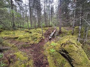Amazing moss