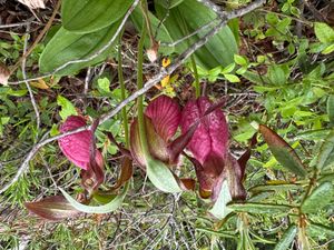 Lady Slippers