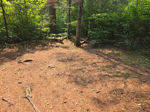 Lots of space, but lots of roots