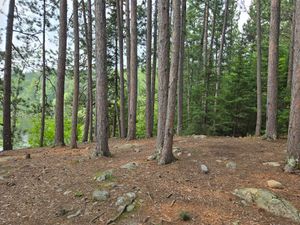 Very pleasant open grove of white pine