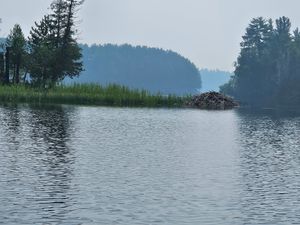 Beaver lodge