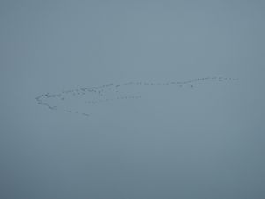 Geese heading south