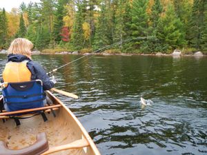 Gull Lake walleye