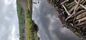 Beaver pond