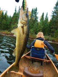 Gull Lake walleye