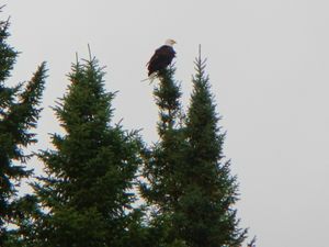 Gull Lake Bald Eagle