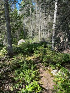 Campsite 515