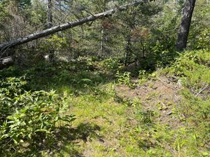 Campsite 515