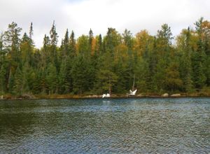 Wagosh Lake swans