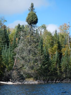 Niki Lake tree