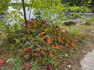 Prettiest poison ivy plants