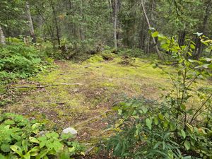Mossy ground at Campsite 1850