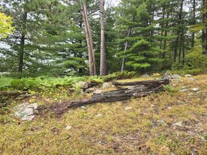 Looking up into Campsite DA