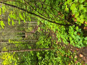 Path to new latrine at Campsite 1856